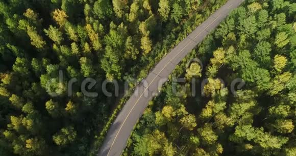 林中沥青道路视频的预览图