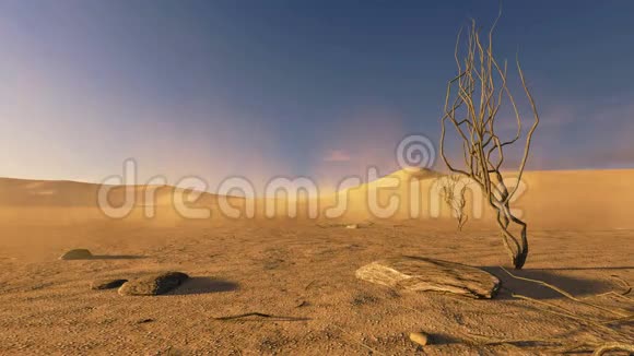 在沙漠中日落前景是枯树视频的预览图