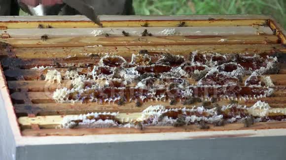蜂巢上的蜜蜂视频的预览图