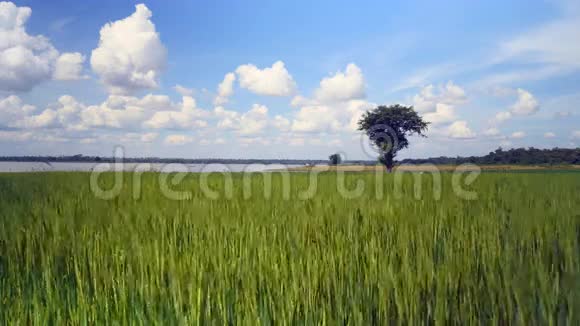绿色稻田绿色水稻视频的预览图