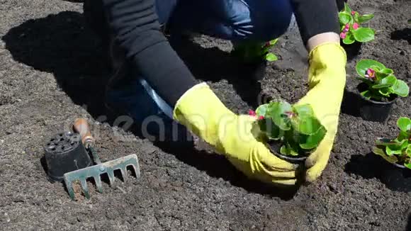 花卉植物墓地视频的预览图