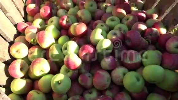 秋天花园的木箱里收获了红苹果果实4K视频的预览图