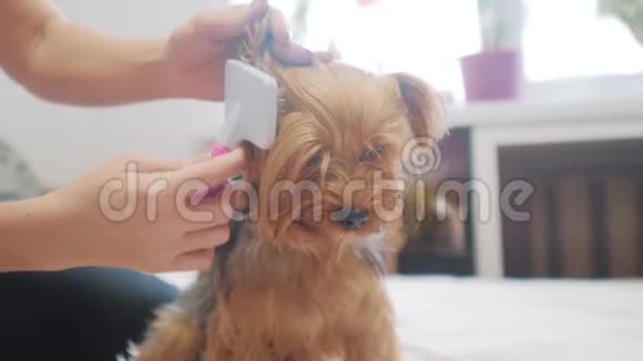 女人在刷牙狗搞笑视频一个梳着一只毛茸茸的狗宠物的女孩一个用梳子梳约克郡的女人视频的预览图