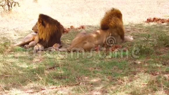 非洲热带草原上休息的雄狮视频的预览图
