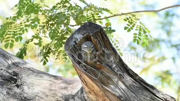 雀斑猫头鹰大自然中的猫头鹰视频的预览图