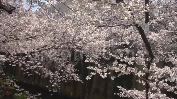 东京白天雪瑞在河边开花视频的预览图