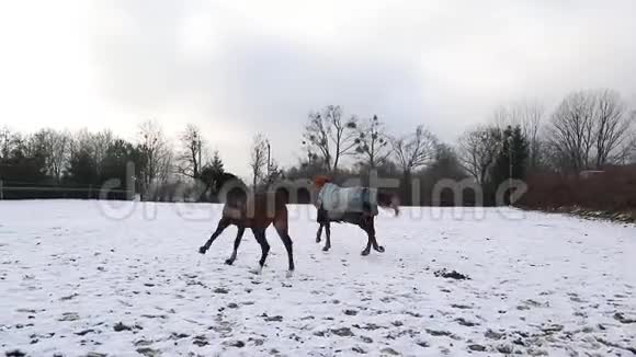 马在草地上奔跑视频的预览图