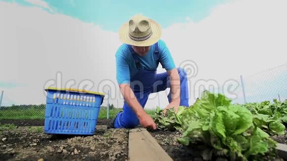 人从花园收获沙拉蔬菜视频的预览图