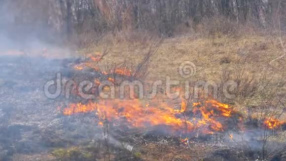 燃烧干草树木灌木和干草堆与烧烟森林里的火慢动作视频的预览图