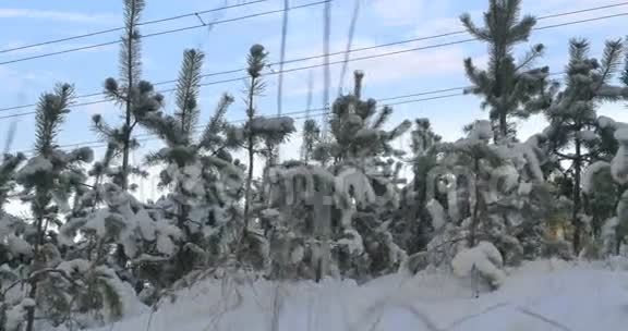 冬天的大自然白雪覆盖的小松树视频的预览图