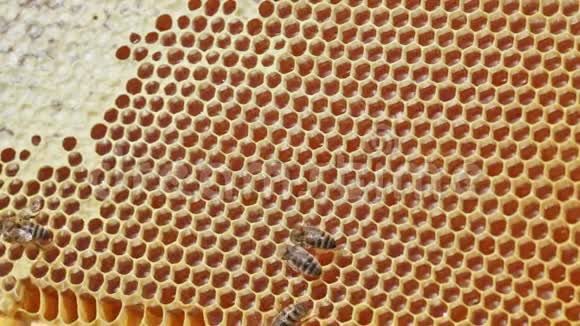 与充满蜂蜜的蜜蜂组成框架视频的预览图