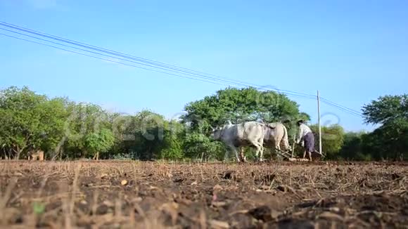 缅甸农民带着牛在稻田上拖拖拉拉视频的预览图