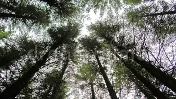 在苏格兰高地的森林中拍摄的滑块视频的预览图