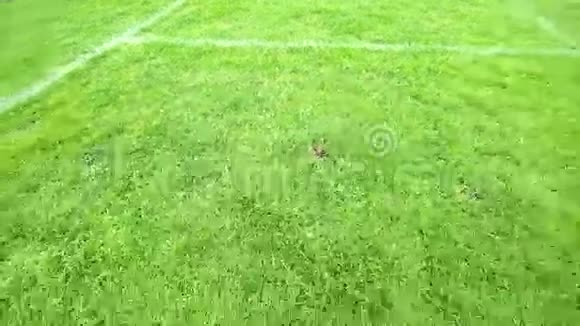绿色草地草地足球场视频的预览图