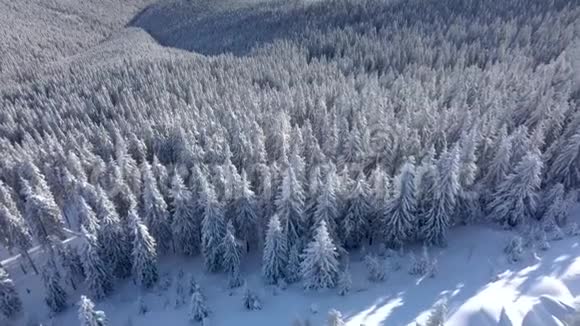 鸟瞰冬季森林视频的预览图