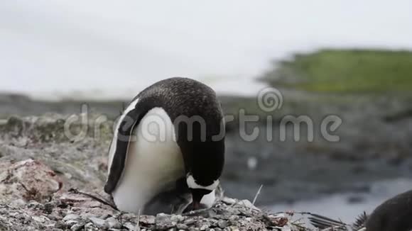 把企鹅绑在巢上视频的预览图