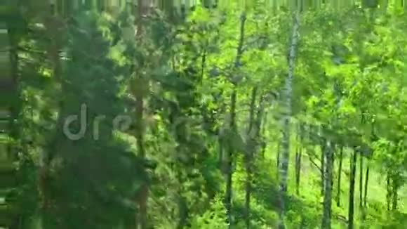 森林视频的预览图
