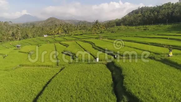 印度尼西亚的水稻梯田和农田视频的预览图