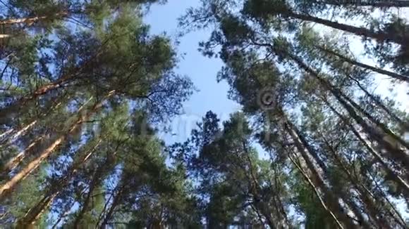 穿过松树森林视频的预览图