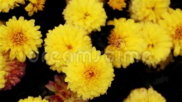 花园里的黄色菊花视频的预览图