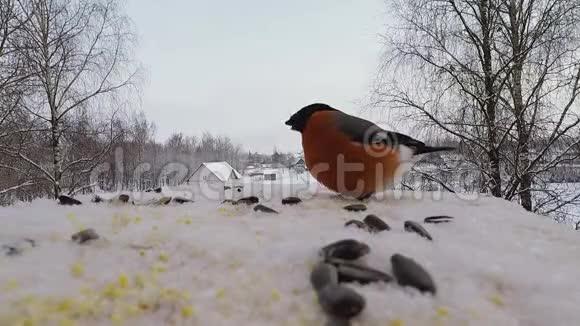 冬季牛翅在喂鸟器中啄食种子视频的预览图