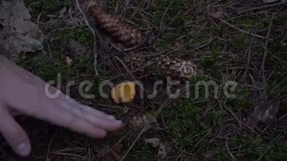 秋天在森林里采蘑菇视频的预览图