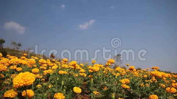 夏季的万寿菊视频的预览图