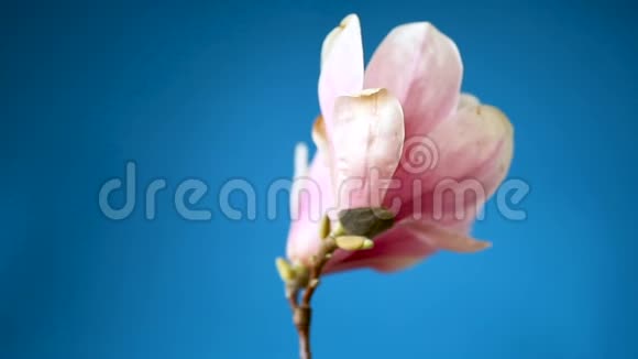春天美丽的盛开在蓝色的木兰花上视频的预览图