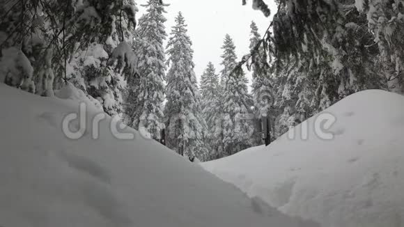 云杉枝在雪地里森林里的暴风雪视频的预览图