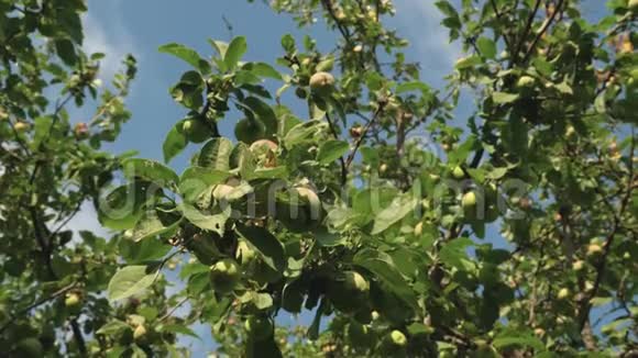 美丽的苹果在阳光下成熟在树上树枝上的绿苹果有机水果农业视频的预览图