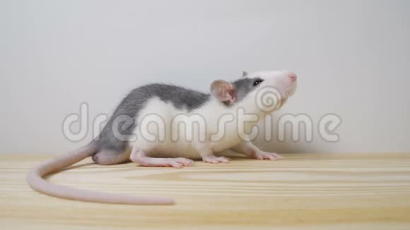 一只有趣的小老鼠的肖像白色背景视频的预览图