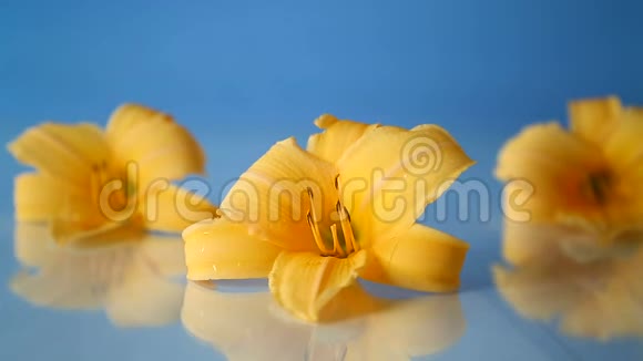 黄色百合花和花蕾视频的预览图