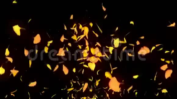 秋天的树叶飘落秋天的树叶纸屑CG银杏循环动画美丽的秋色黑色背景视频的预览图