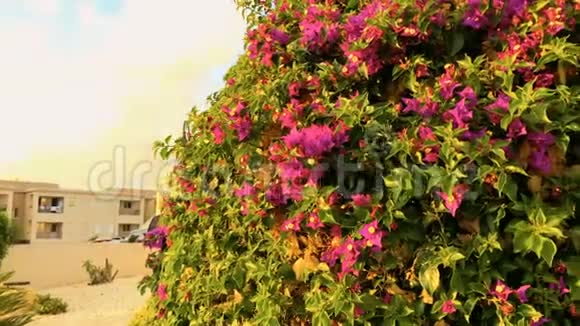 美丽的绿色灌木有粉红色的花视频的预览图