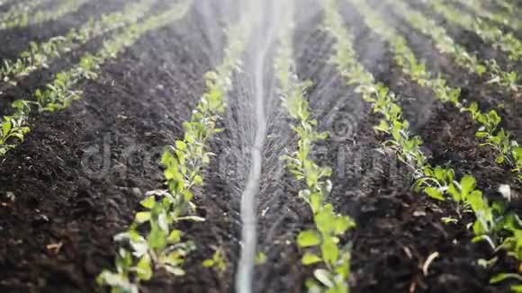人工林灌溉洒水车灌溉蔬菜作物视频的预览图