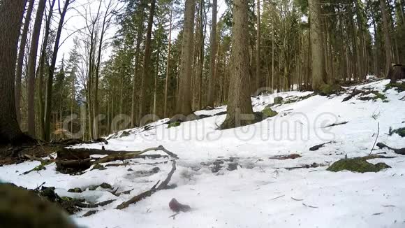 穿着北欧手杖在冬天的森林里散步视频的预览图