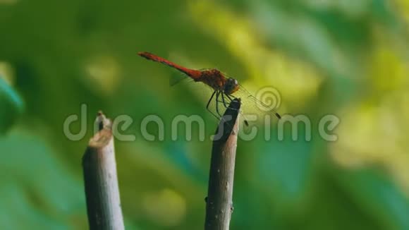 红色蜻蜓在树枝上视频的预览图