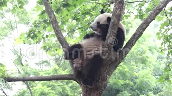 熊猫宝宝在中国的时候视频的预览图