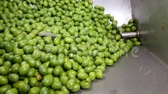橄榄油生产用绿色橄榄视频的预览图
