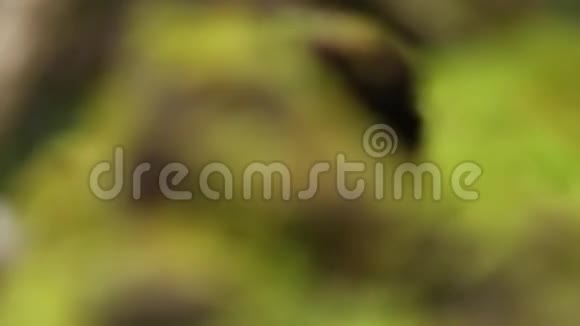 绿色植物和树木的特写镜头视频的预览图