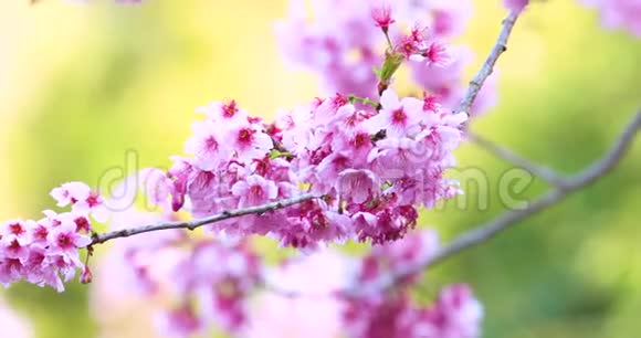 春天台湾樱花盛开季节武陵农场樱花观赏视频的预览图