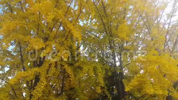 五颜六色的黄绿橙树叶在新鲜空气中飘动视频的预览图