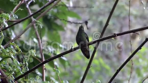 加拉帕戈斯群岛上的猕猴桃鸟视频的预览图
