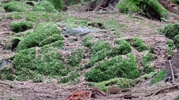 在苏格兰高地的森林中射杀的滑鼠视频的预览图