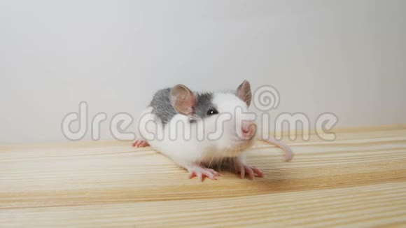 一只有趣的小老鼠的肖像白色背景视频的预览图