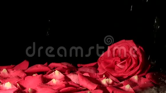 水滴落在玫瑰花瓣上慢慢视频的预览图
