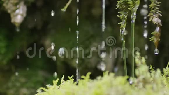 苔藓带水的慢动作特写视频的预览图