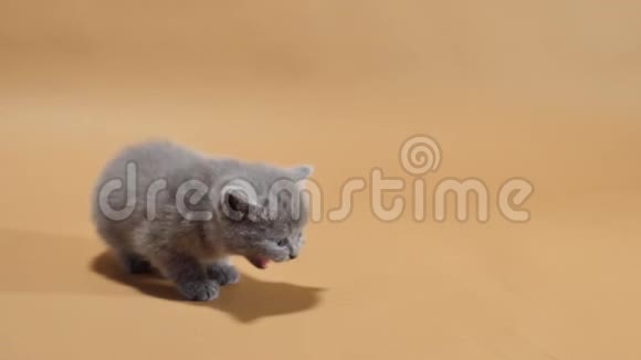 一只英国小猫在棕色背景下喵喵叫视频的预览图
