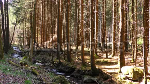 森林和小溪视频的预览图