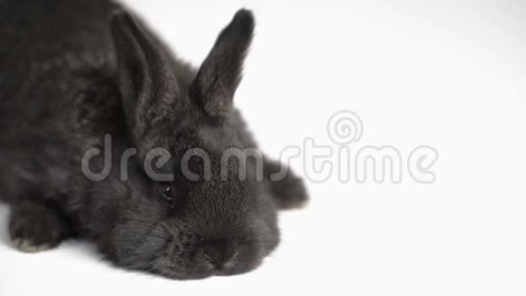 白色背景的兔子或兔子视频的预览图